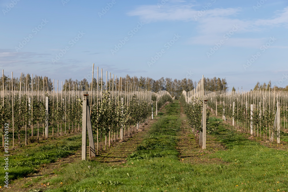Fototapeta premium a young apple orchard in the autumn season, a large number of young trees planted in long and even rows in the orchard in the autumn season