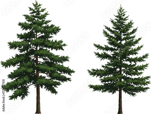 Evergreen pine tree illustration, conifer forest drawing, green needle foliage artwork, winter nature plant sketch, botanical design, eco friendly decoration, woodland graphic