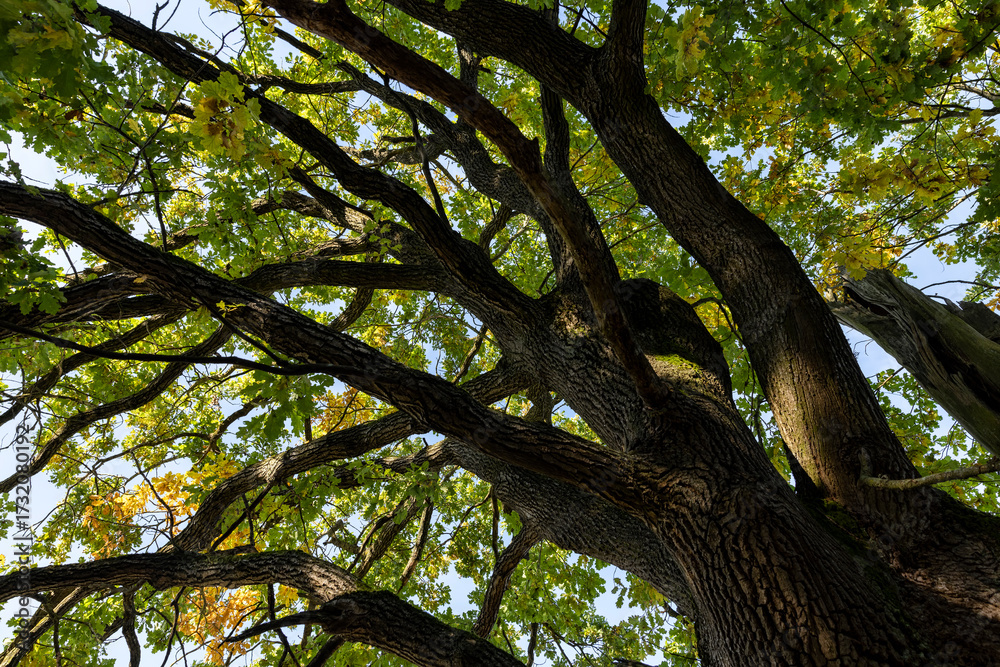 Obraz premium oak in autumn, part of the foliage of which began to change color to orange