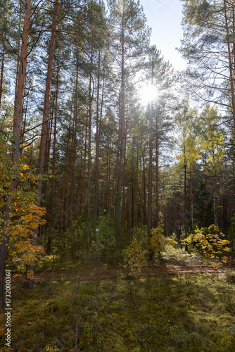 Wallpaper Mural tall trees in a mixed forest in the autumn during leaf fall, changes in nature during the autumn season in a forest with old and tall pines and deciduous trees Torontodigital.ca