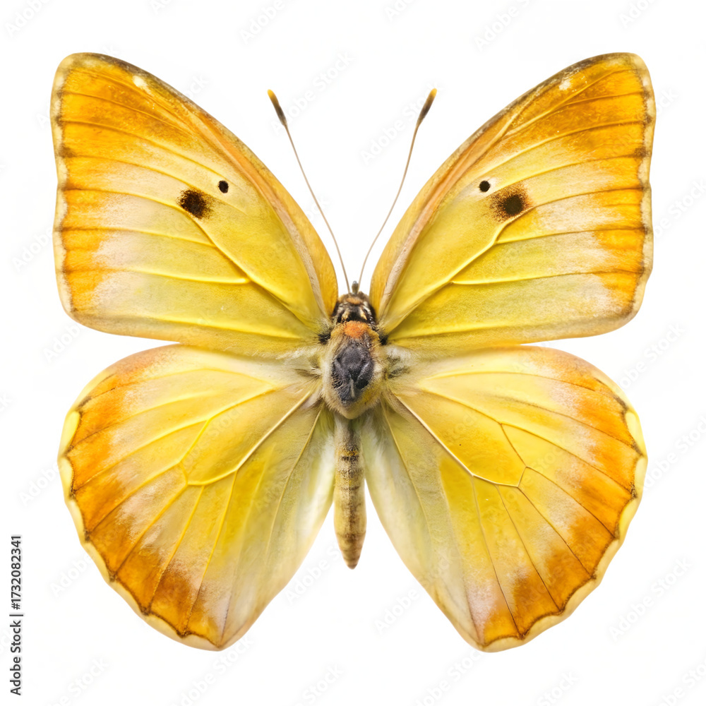 Fototapeta premium Yellow butterfly isolated on transparent background