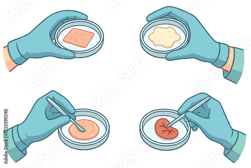 Regenerative medicine, bioengineering concept. Tissue engineering illustration. Creating artificial skin, organoid, cultured meat. Stem cell research in petri dish. Organ transplant.