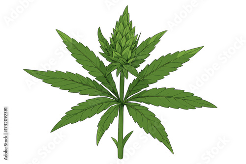Marijuana plant vector illustration. Cannabis sativa leaf and bud icon. Green weed for medical or recreational use. Botanical drawing of ganja or hemp. Isolated graphic element.