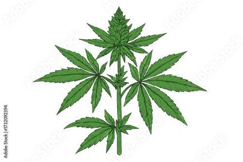 Marijuana plant illustration isolated on white. Cannabis sativa leaf vector. Green weed symbol for medical or recreational use. Botanical hemp icon. Natural herbal medicine.