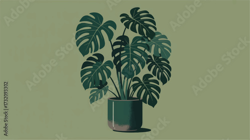 A potted Monstera plant with large, split leaves on a muted green background Keywords: Monstera, plant, potted plant, houseplant, indoor plant, tropical plant, large leaves, split leaves