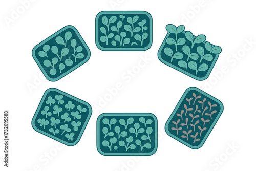 Assortment of fresh green plant sprouts and microgreens growing in rectangular cultivation trays, healthy food concept