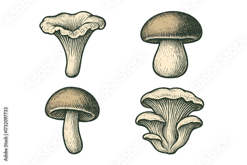 Detailed collection of various edible wild mushrooms in a classic vintage engraved style, perfect for culinary and nature designs