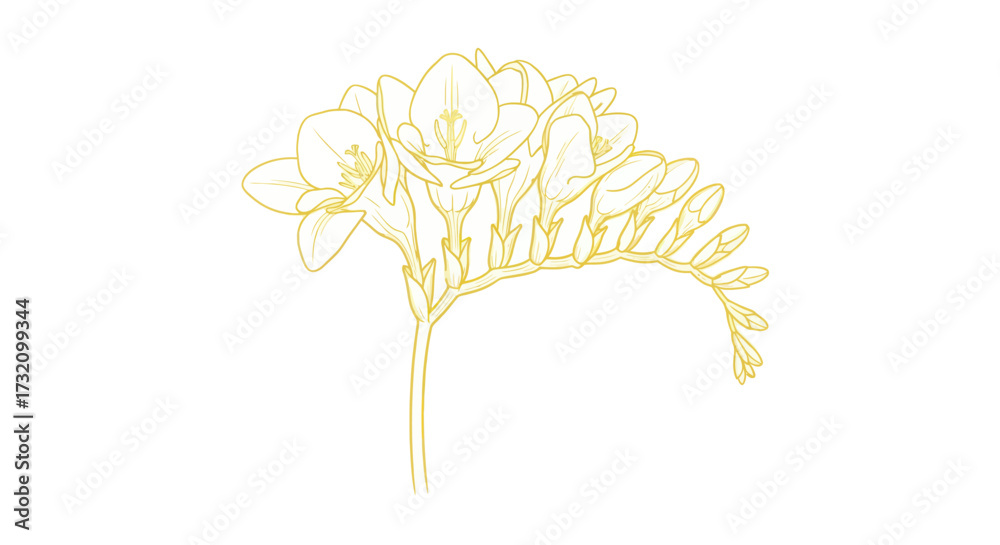 Obraz premium Golden freesia flower with delicate petals on a white background