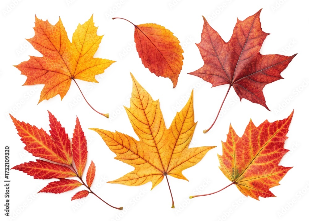 Fototapeta premium autumn maple leaves isolated on white