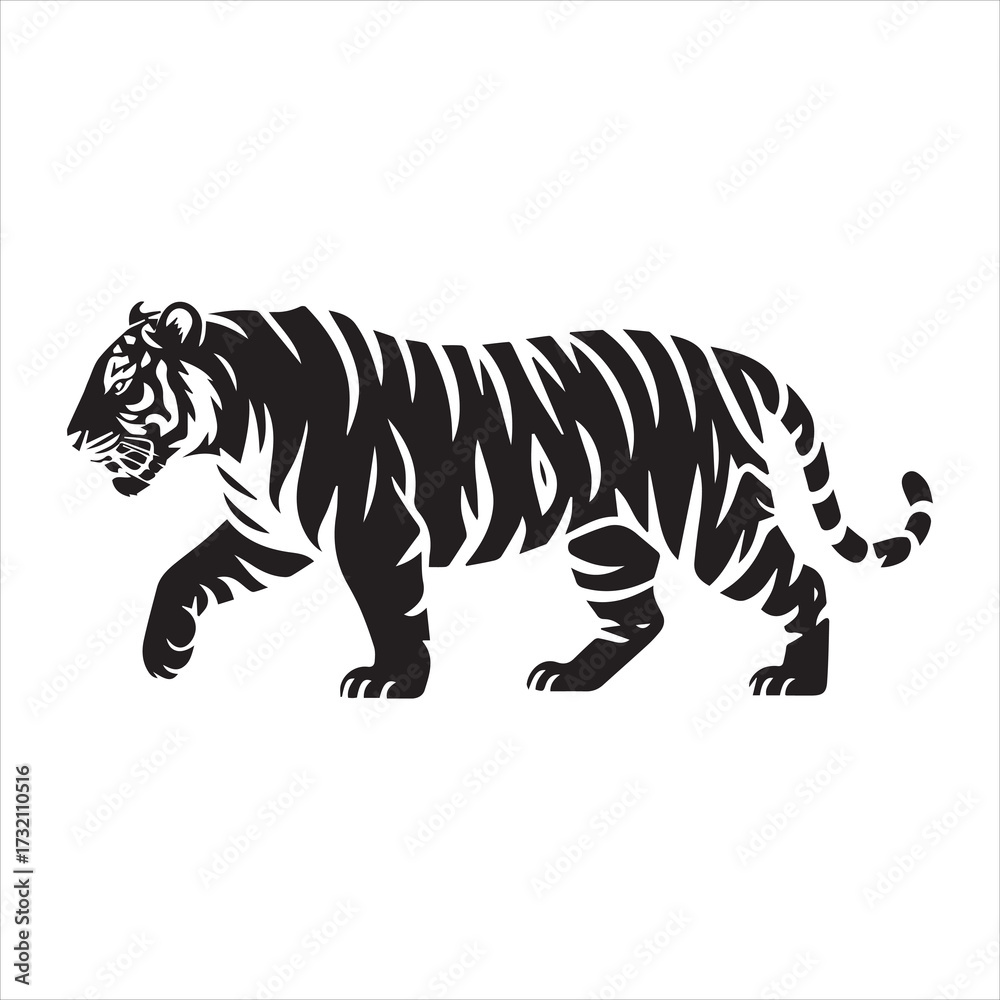 Fototapeta premium Black and white tiger walking to the right with stripes on white background animal wildlife