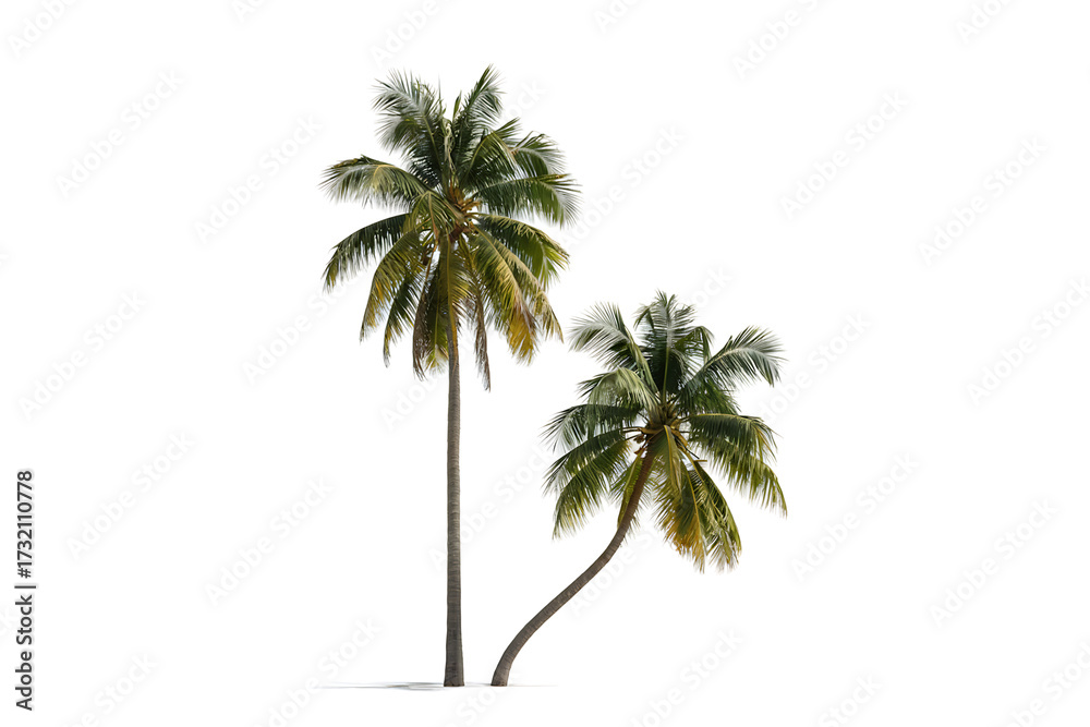 Obraz premium Two green palm trees with brown trunks isolated on white background coconut tree tropical