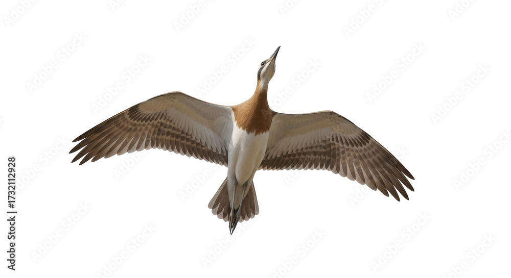 Obraz premium Isolated Bird Flying Overhead With Wings Extended and Neck Outstretched, Looking Upwards