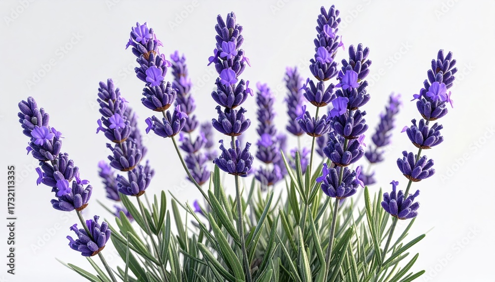 Fototapeta premium Close-up of vibrant lavender sprigs against white