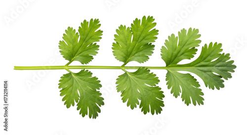 Isolated cilantro sprig, fresh culinary herb, green parsley-like leaves, edible plant, closeup