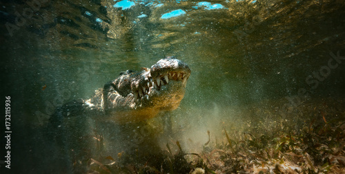 Predator in water, the American crocodile found at Banco Chinchorro, a unique atoll off Mexico's Yucatan Peninsula.underwater extreme closeup shotthe American crocodile (Crocodylus porosus)