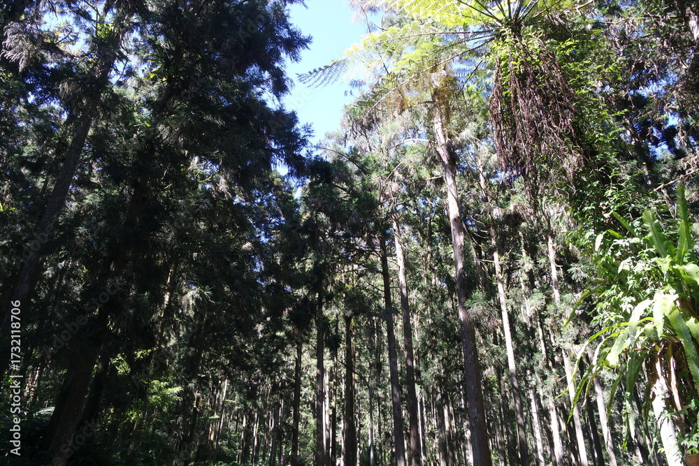 Fototapeta premium sun rays in the forest