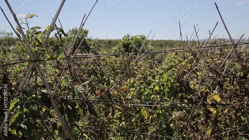 Farmer collecting ripe tomatoes in farm, seasonal vegetables