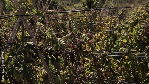 Farmer collecting ripe tomatoes in farm, seasonal vegetables