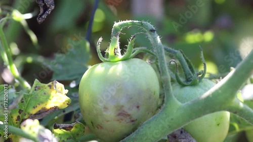 Farmer collecting ripe tomatoes in farm, seasonal vegetables