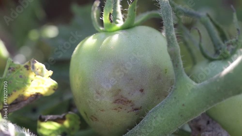 Farmer collecting ripe tomatoes in farm, seasonal vegetables