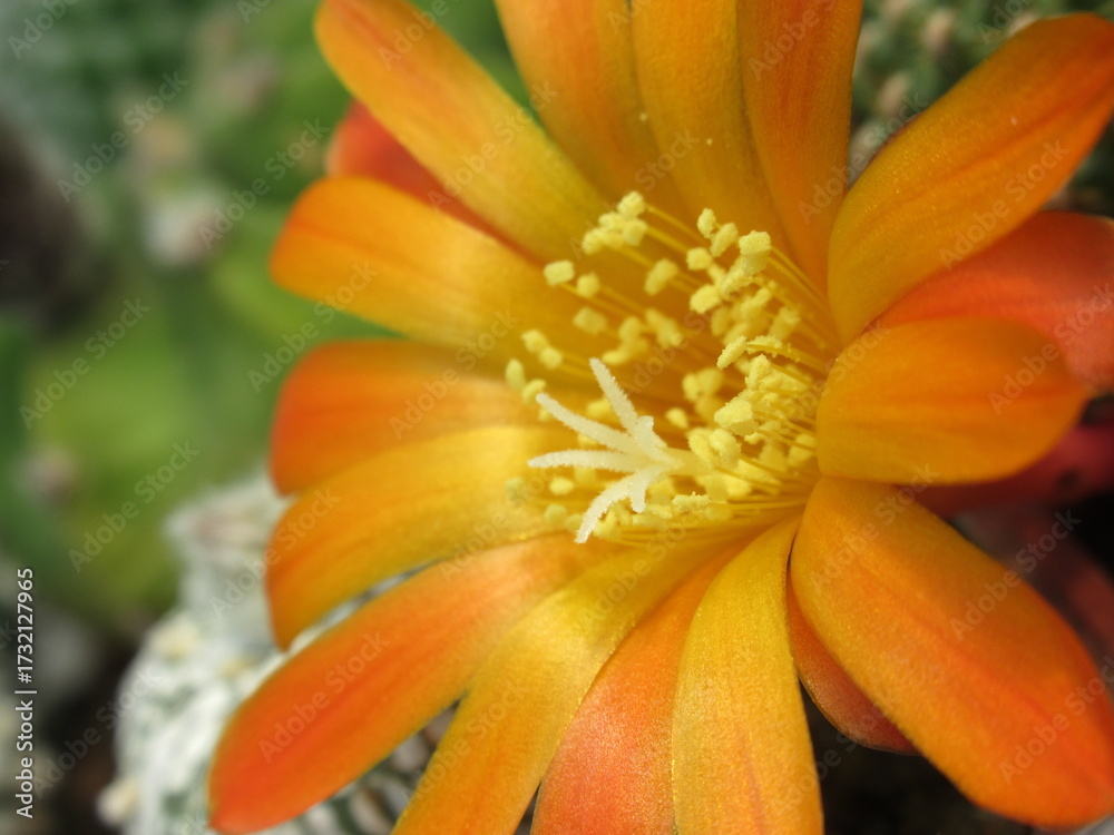 Fototapeta premium Zbliżenie na kwitnącego na pomarańczowo kaktusa 