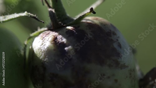 Farmer collecting ripe tomatoes in farm, seasonal vegetables