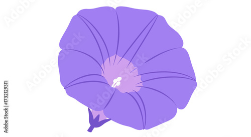 Purple morning glory bloom, vector style