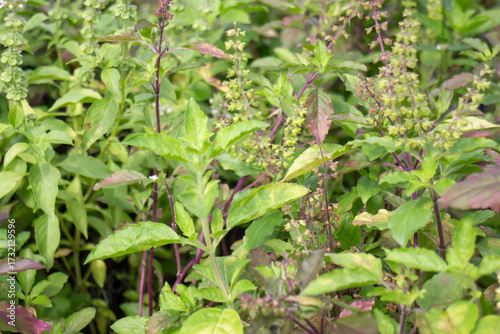 Wallpaper Mural Relaxing view of natural greenery of tropical foliage plant Torontodigital.ca