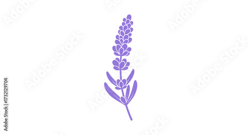Isolated lavender sprig