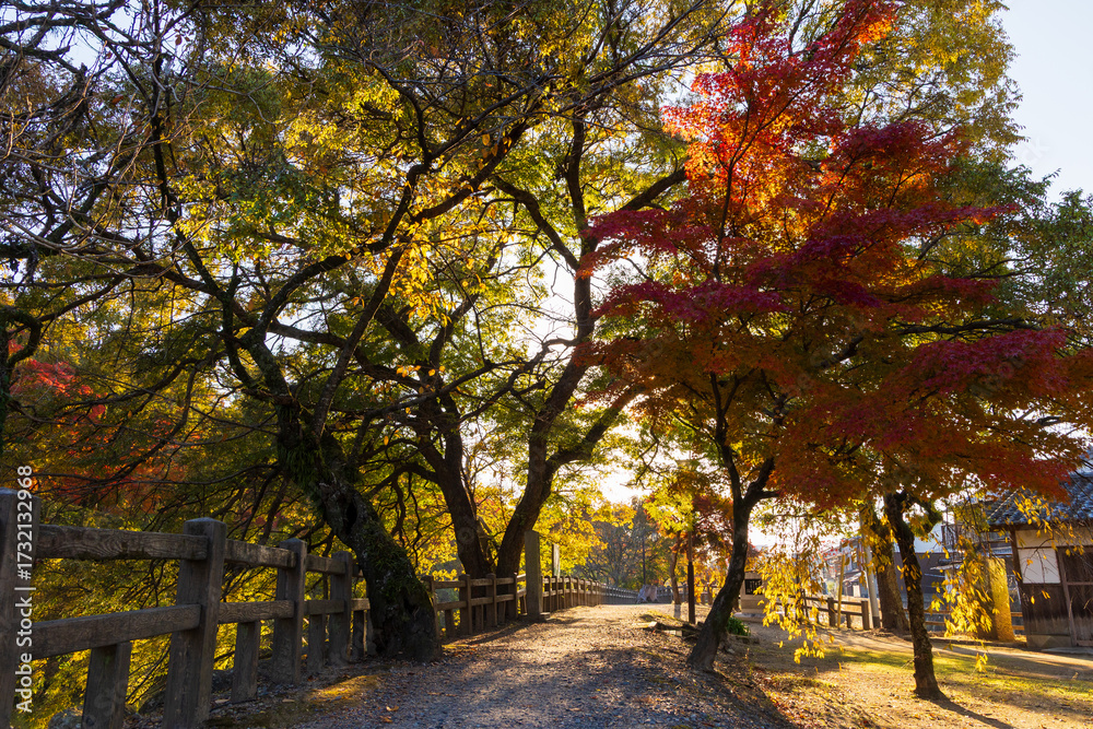 Fototapeta premium 日本の風景・秋 紅葉の世界遺産 国宝姫路城