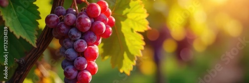 Sun-drenched bunches of ripe wine grapes hanging heavy on the vine, ready for harvest The vibrant colors and dew drops showcase the exquisite quality of these premium grapes , sunlight, sunlit