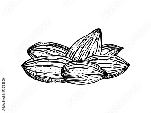 Dried roasted almond nuts heap monochrome vector isolated composition. Etching drawing of almond kernels. Healthy nut snack pile for fitness website designs, packaging, culinary posters,