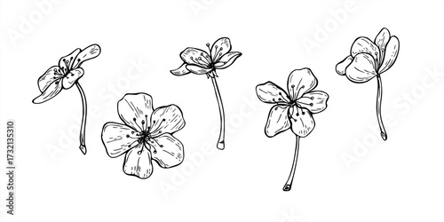 Monochrome vector illustration of fruit tree blossoms. Set of plum, peach, apricot, almond or apple single flowers. Floral spring etching elements for botanical designs, posters, invitation