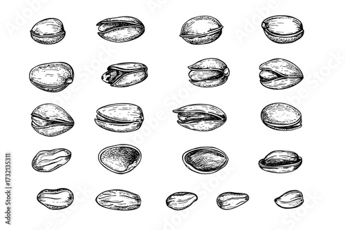 Pistachio nut set in various forms and angles monochrome vector art. Healthy dried nuts in shell and peeled seeds realistic graphic sketch. For food packaging, cookbooks, health blogs, website design