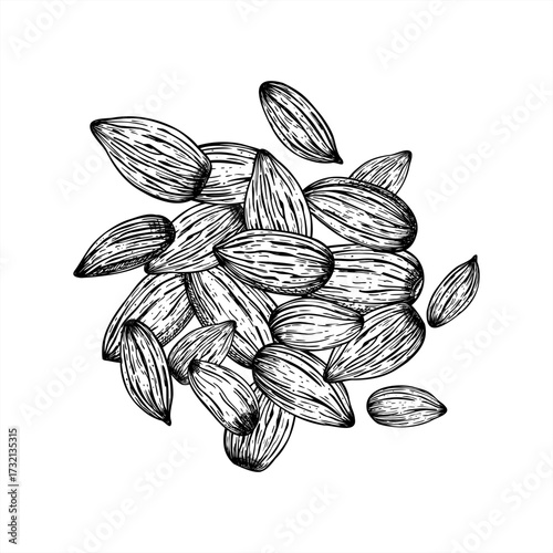 Raw peeled almond nuts pile monochrome vector line art painted by black inks. Etching drawing of almond kernels for healthy food packaging, culinary blogs, vegan recipes, product labels. Top view