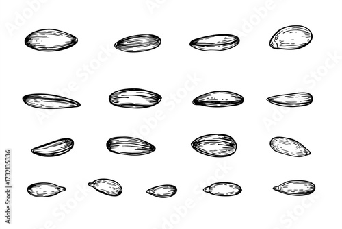 Sunflower seeds set in various forms monochrome vector isolated illustration painted by black inks. Raw seeds in shell and kernels realistic graphic sketch. For bird feeder labels, product designs.