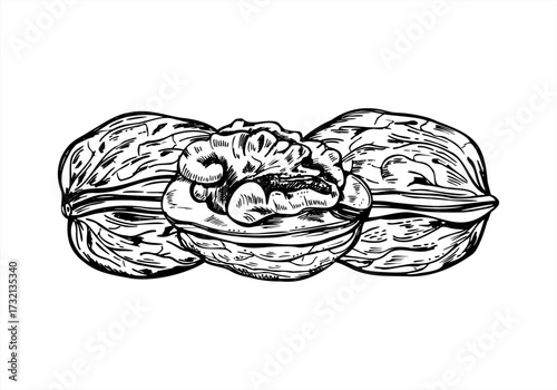 Walnuts in textured shells monochrome vector composition in graphic style. Peeled and unpeeled Walnut kernel etching drawing. Healthy snack for food packaging, autumn designs, culinary blogs