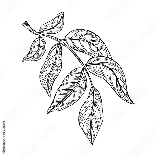 Monochrome vector illustration of walnut tree branch with leaves painted by black inks. Etching drawing of foliage for organic food packaging, herbal product labels, garden center design.