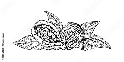 Whole walnuts in shells and halved kernels among leaves monochrome vector isolated illustration. Healthy edible raw nuts etching drawing. Food composition for packaging, autumn design, culinary blog