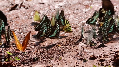 Iridescent blue and green butterflies gather on rocky dirt amidst shadowy woodland textures, showcasing vibrant color and delicate beauty within this tranquil natural setting.