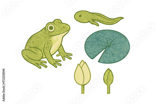 Detailed green frog, tadpole, lily pad, and water lily buds illustrating a vibrant freshwater pond ecosystem