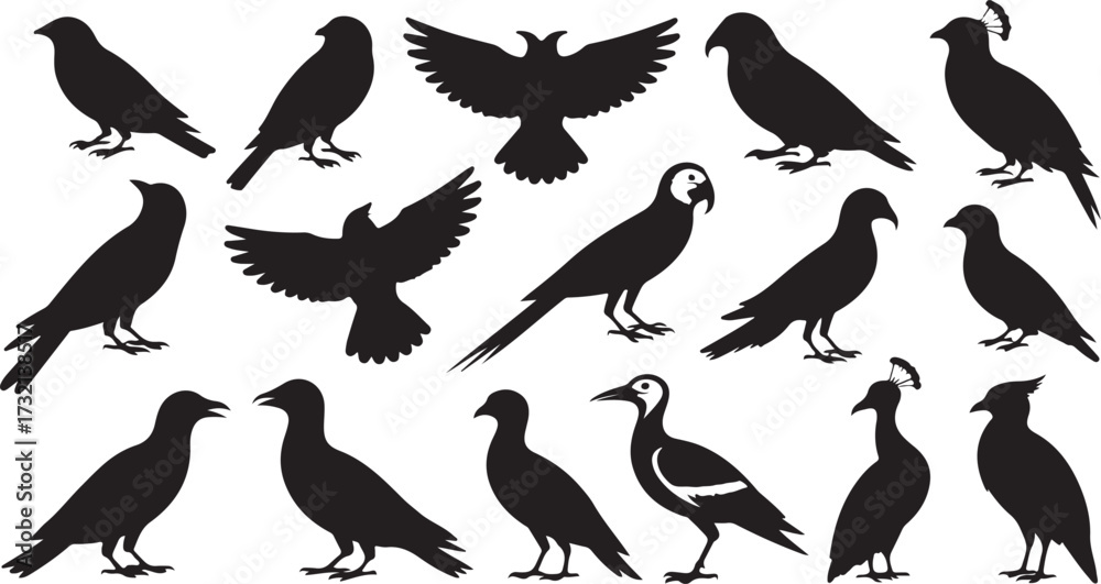 Obraz premium Collection of Black Bird Silhouettes Various Species Poses white