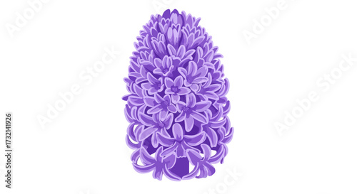 Single purple hyacinth flower, bloom in full. Isolated, white background