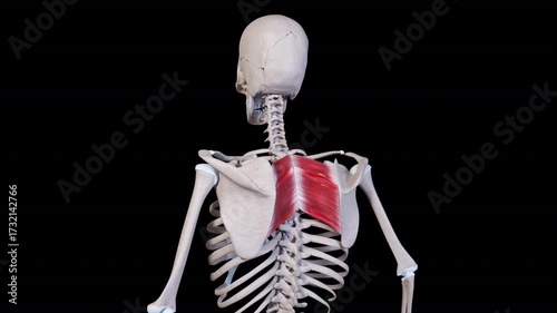 Rhomboid Muscle Movement