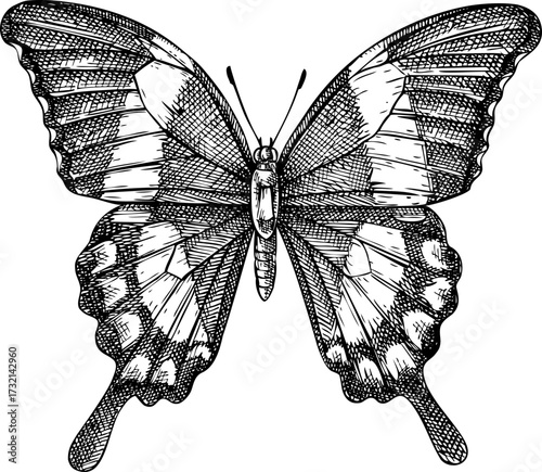 Tropical butterfly sketch. Hand drawn insect vector illustration. Exotic nature design element. NOT AI generated