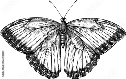 Tropical butterfly sketch. Hand drawn insect vector illustration. Exotic nature design element. NOT AI generated