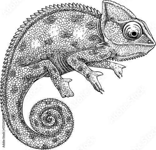 Chameleon sketch. Reptile hand drawn vector illustration. Tropical animal design element. NOT AI generated