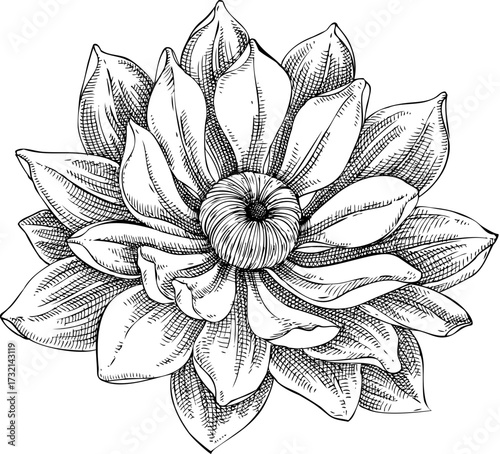 Lotus sketch. Hand-drawn vector illustration. Exotic flower water lily drawing. NOT AI generated