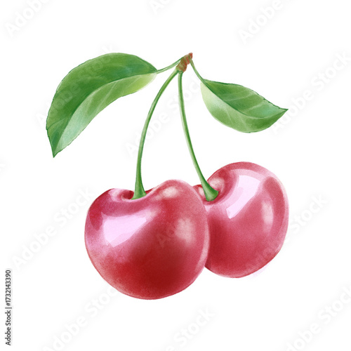 Hand drawn watercolor realistic cherries illustration. Isolated on the white background, perfect rendered illustration