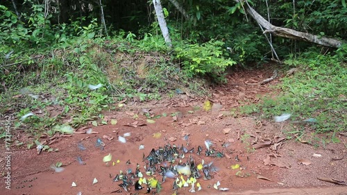 Iridescent blue and green butterflies gather on rocky dirt amidst shadowy woodland textures, showcasing vibrant color and delicate beauty within this tranquil natural setting.